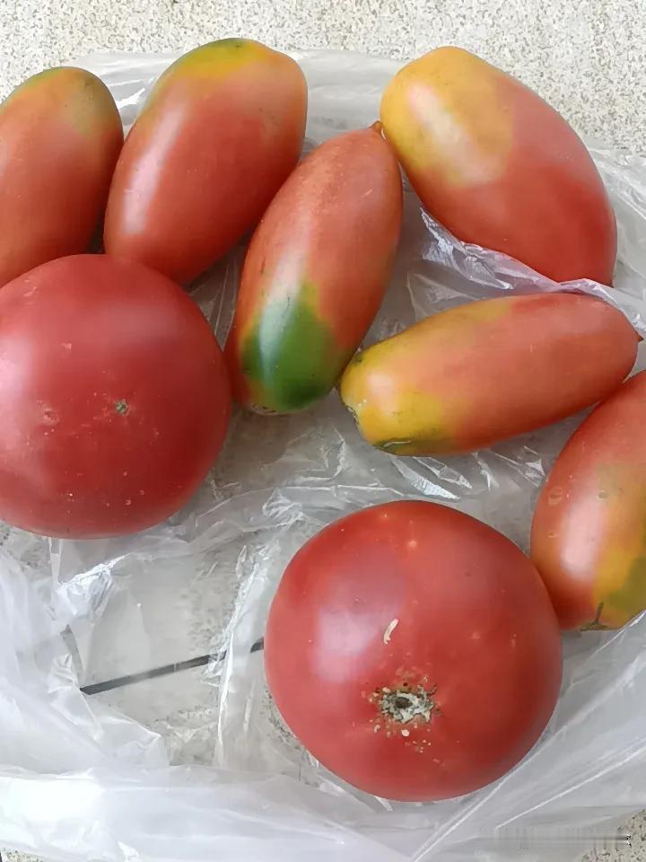 昨天3块钱一斤买的西红柿，说是自家小园的，回家一吃口感确实不错，大超市的没有这个