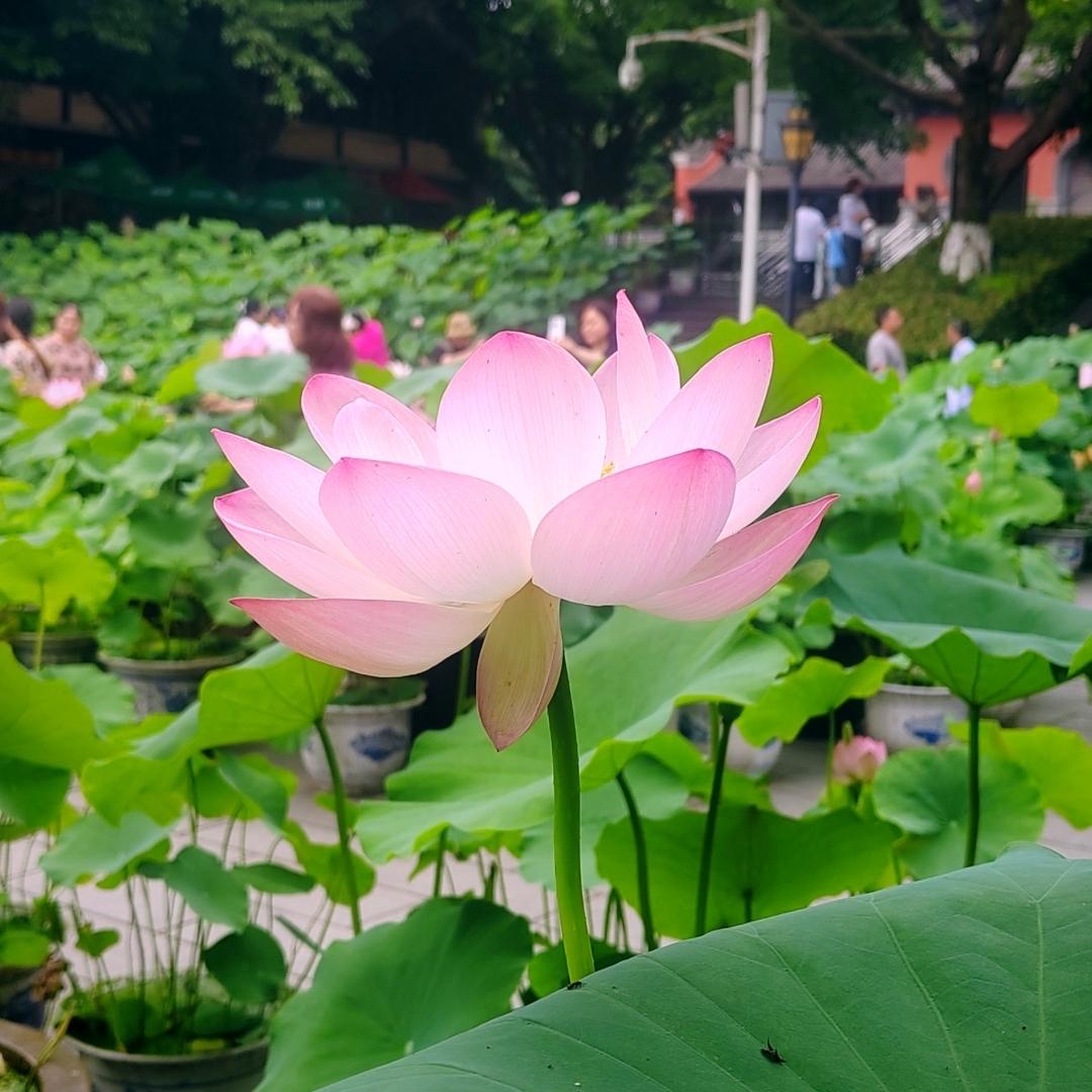 鹧鸪天 · 寺中莲池花开

粉润枝头翠冠悠，
跟风摇曳慢优游。
琼姿一镜开吟景，