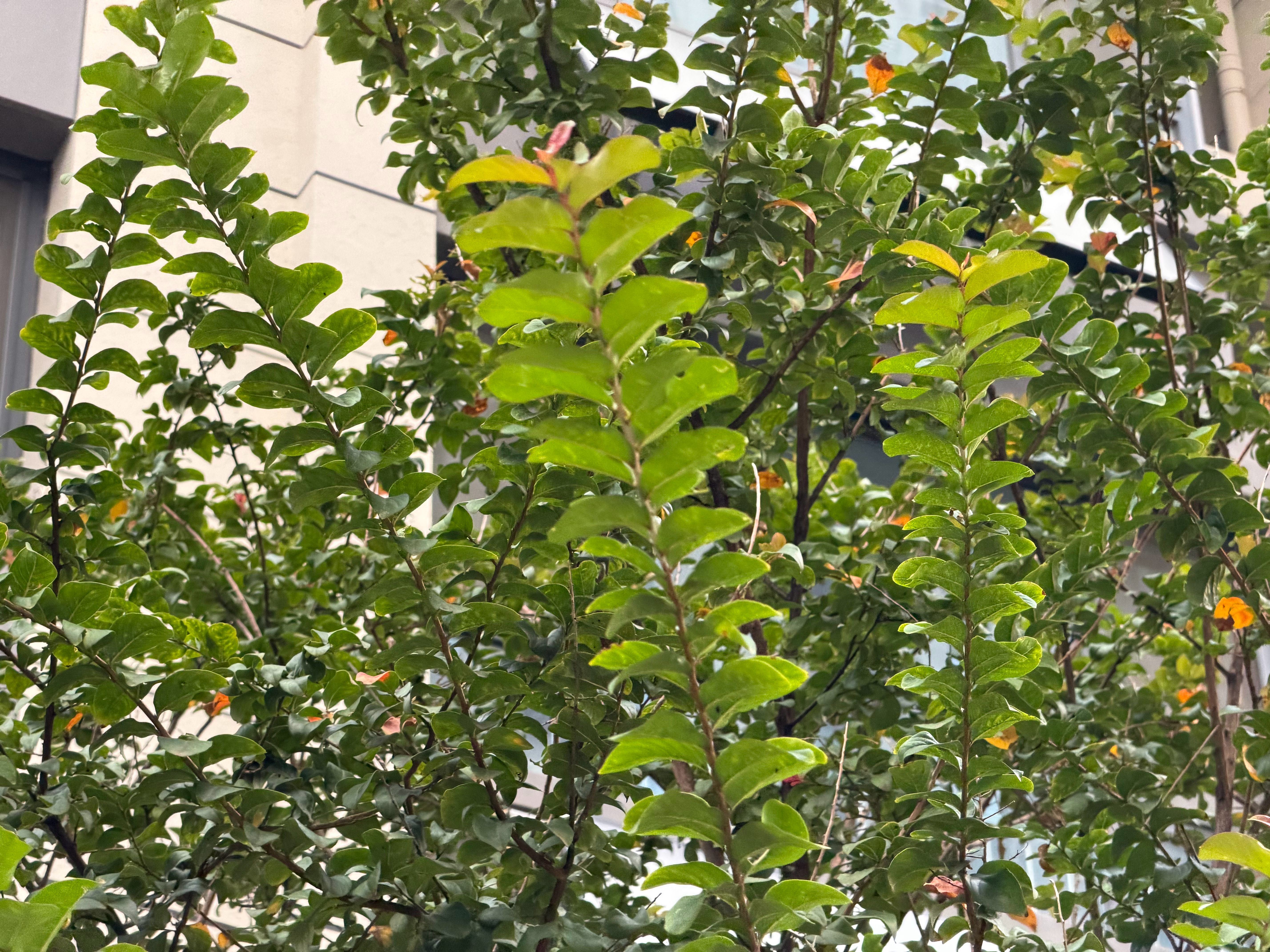 早啊兄弟们，距离中秋假期还有45天！立秋以后，这温度确实确实更地道了