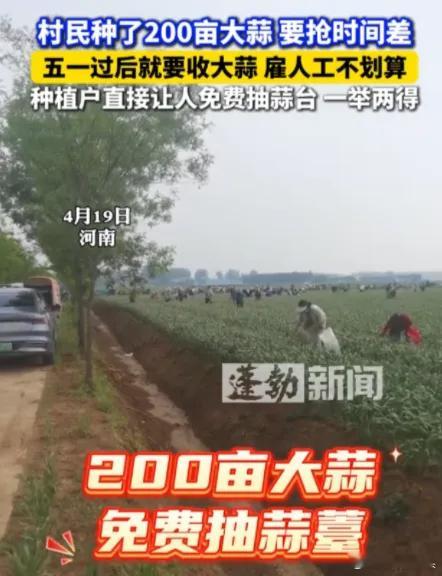 “人怎么能这么聪明！”河南一农民种了200亩大蒜，因为五一后收大蒜雇人工不划算，