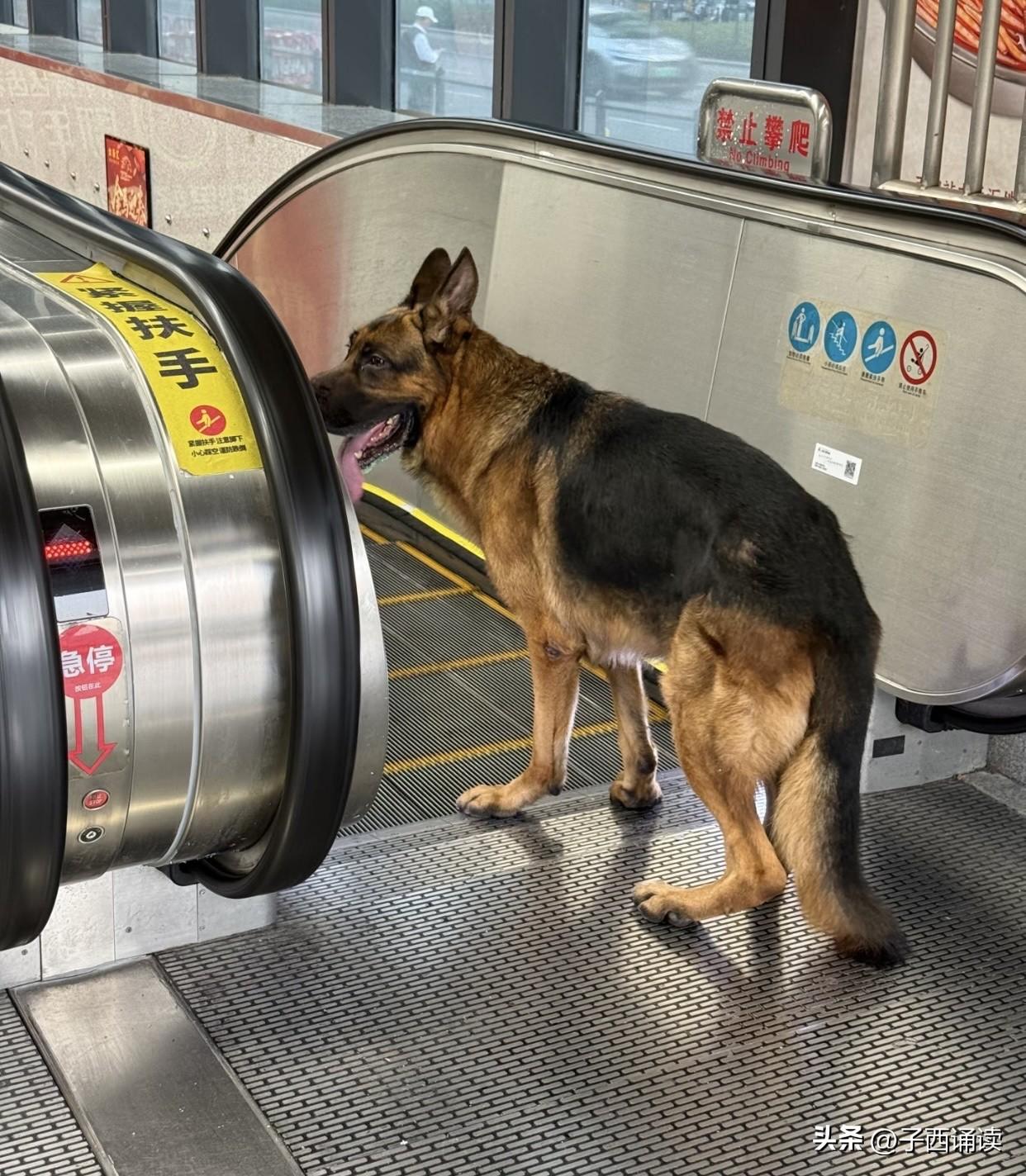 狗狗不敢下电梯，是因为恐高吗？