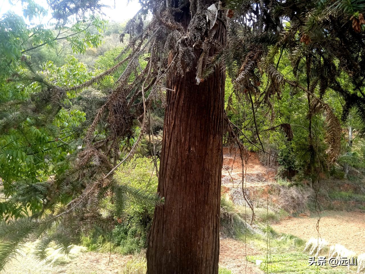 杉树自生创值喜人，2O年翻几倍，杉树银行升值利息可观。2O年前，村人以1千多元到