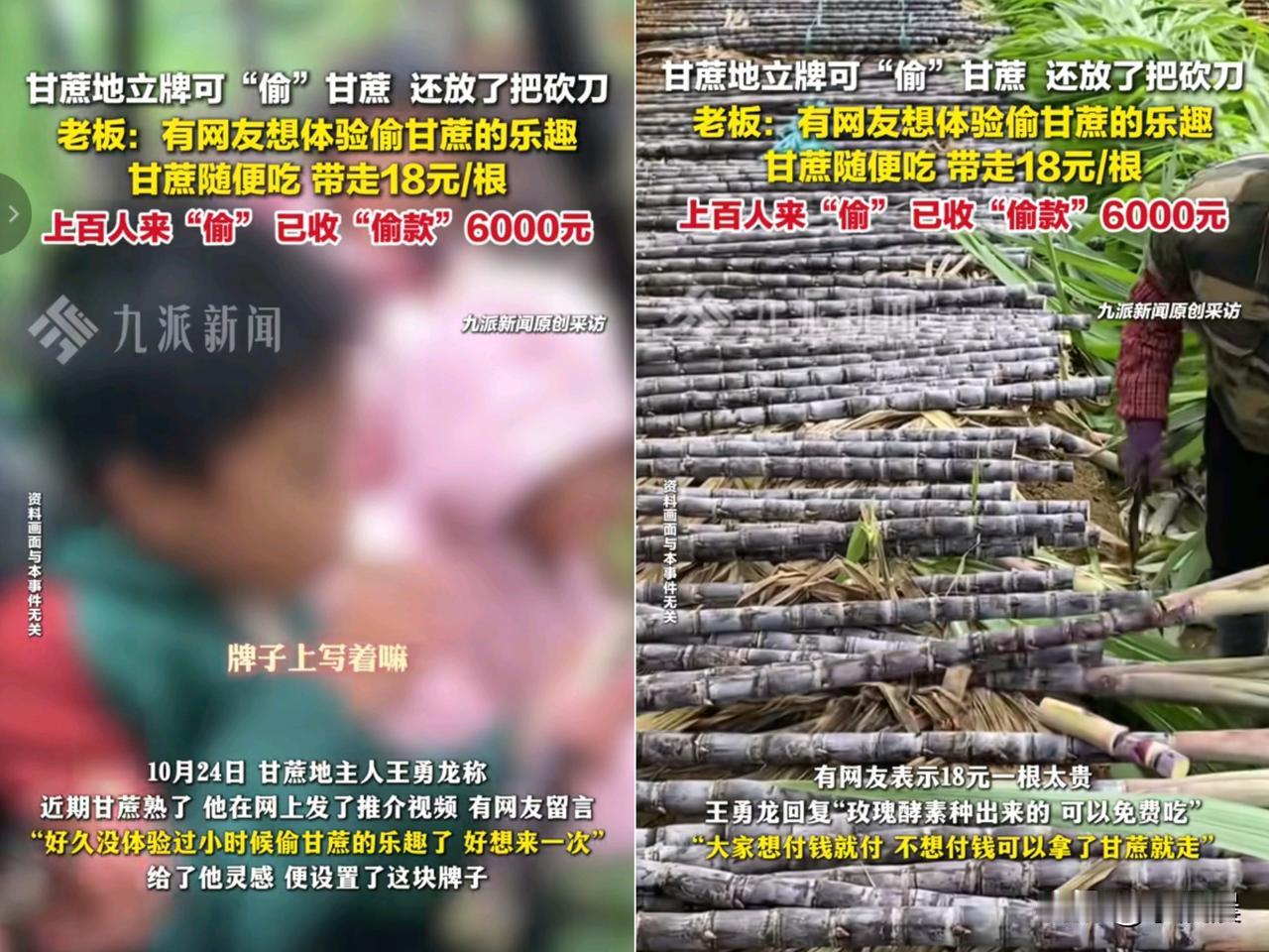 “太会玩了！”

浙江绍兴一块甘蔗地，愣是

靠“偷”成了网红打卡地！起因是
