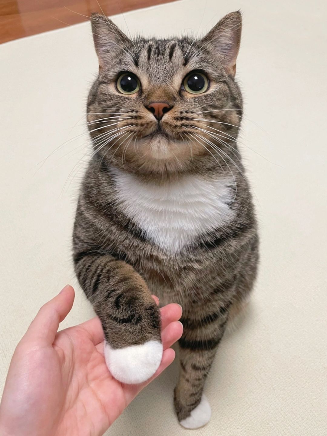 我开始意识到它只是个很普通的猫...