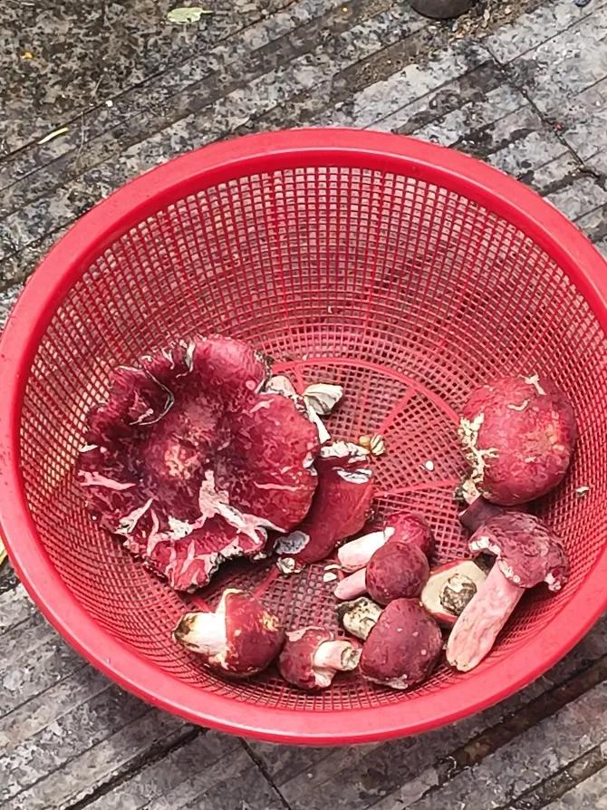 这就是红菇，纯正的闽北山珍。
由于季节原因，今年产出很少，这种刚从茫荡山深处采搞