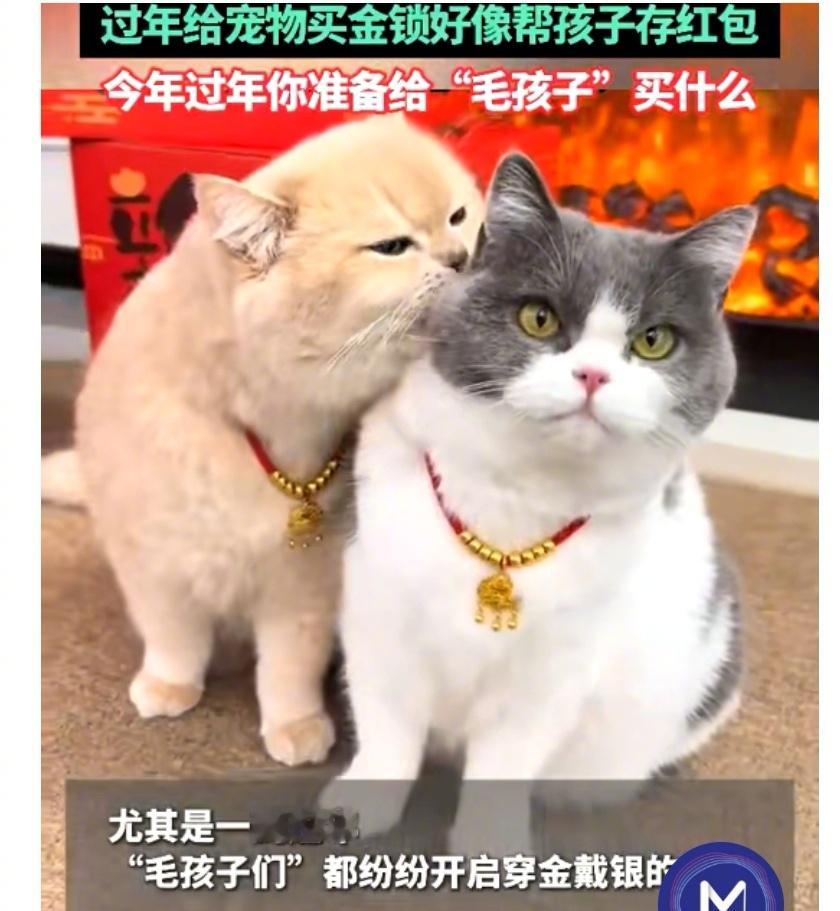 毛孩子过年开启穿金戴银模式  过年给宠物买金锁好像帮孩子存红包   给宠物买东西