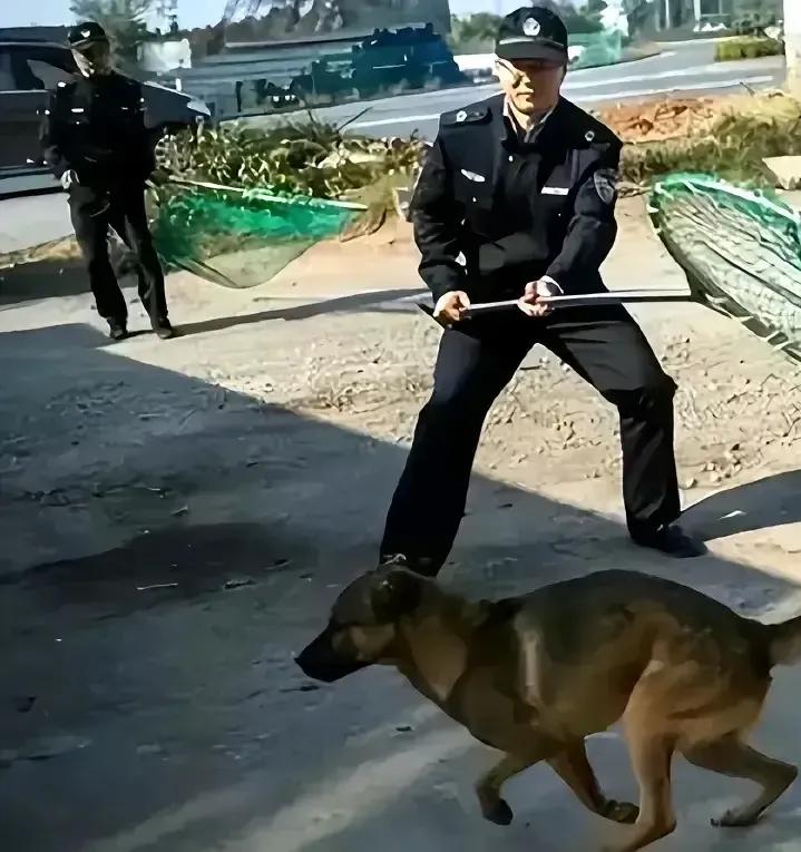 一狗咬人，万狗遭殃！继四川又出现了恶狗咬人事件之后，全国掀起了一场打狗除害活动。