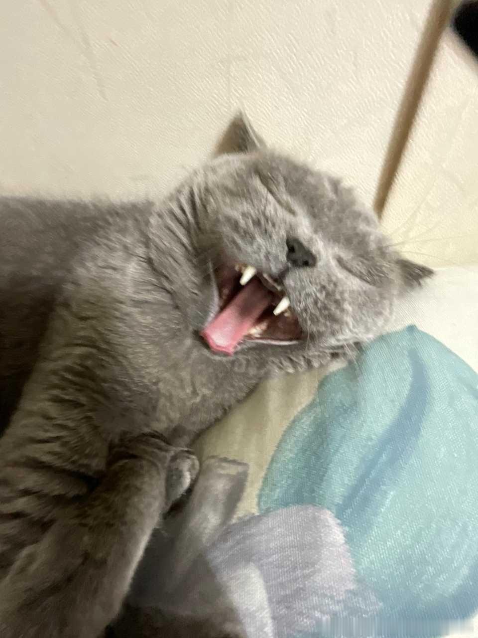 49237【丑猫】蓝猫智商低 