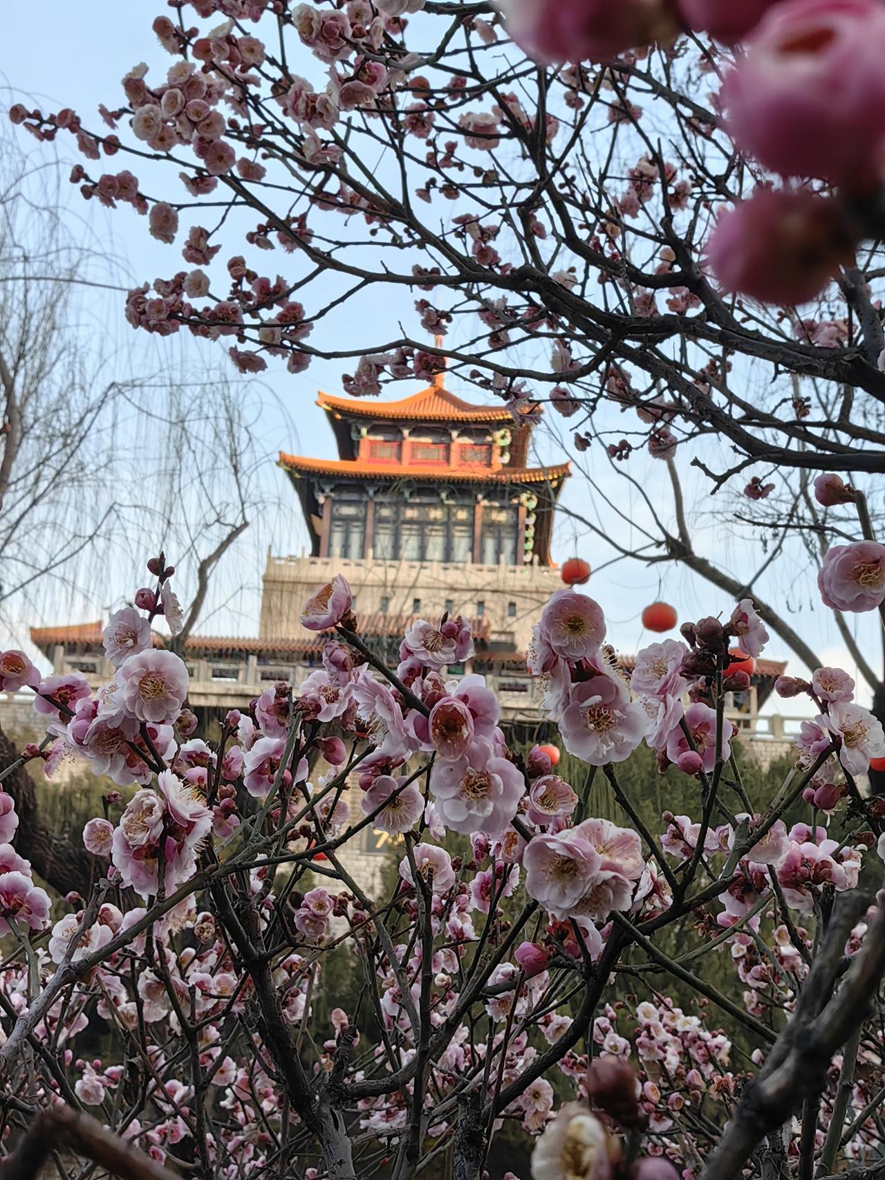 给各位条友拜年。新年天真好，泉城梅已开。