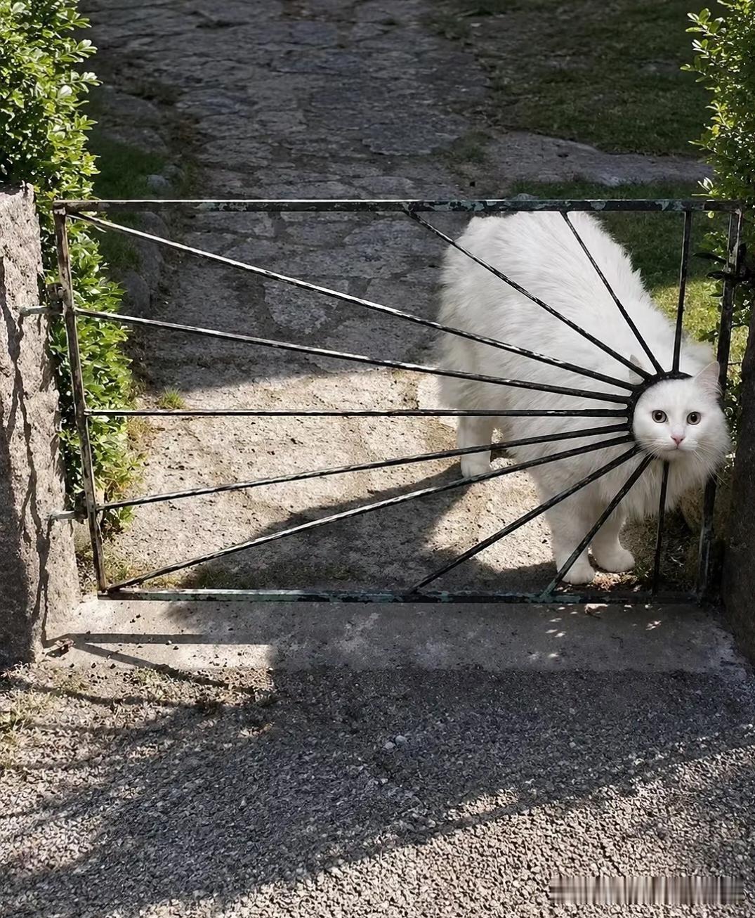 是谁说猫脑袋能过来身子也能过来的，我看这辆白卡车过不来了