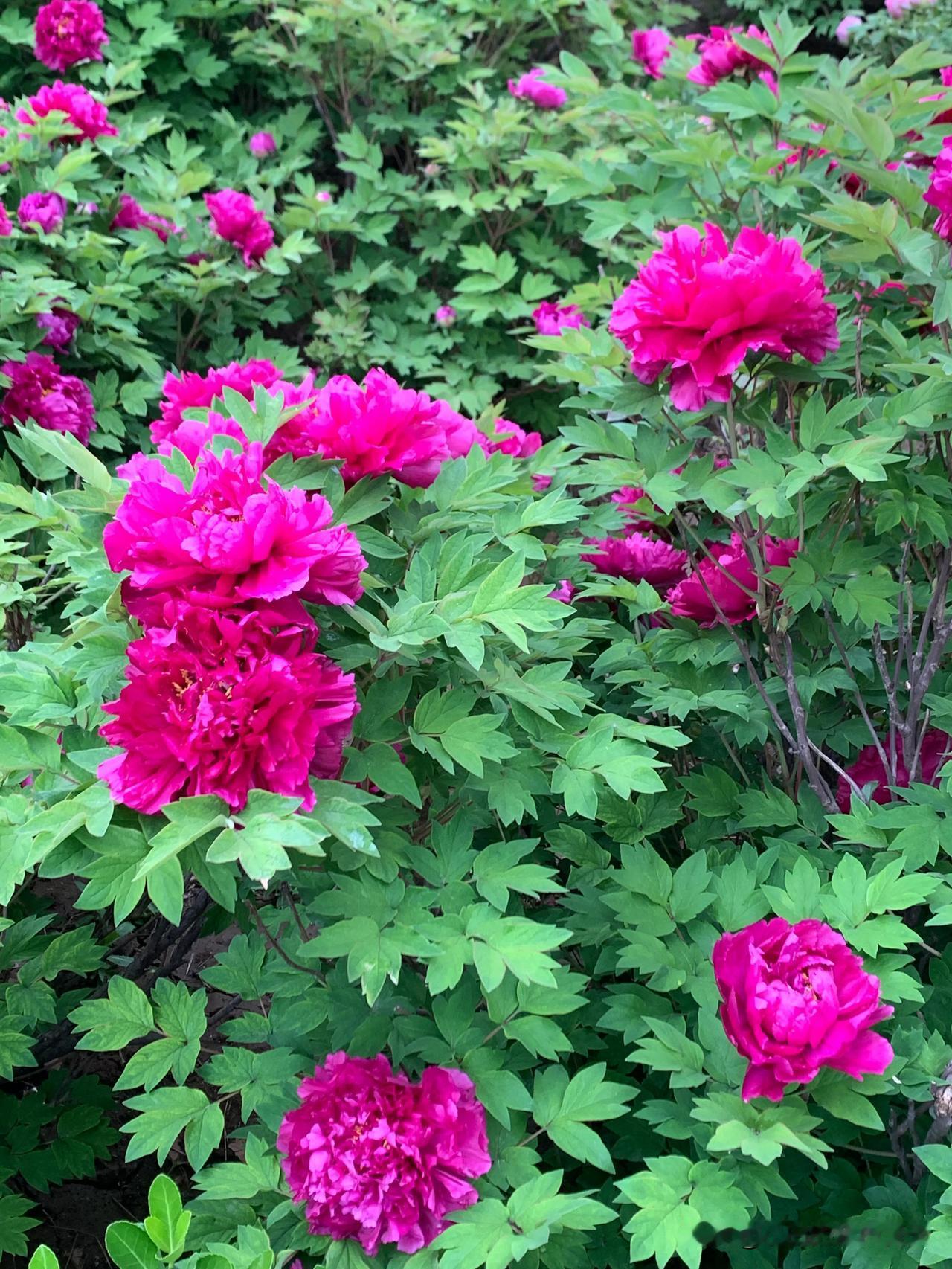 #用一张照片来诉说春天的到来#