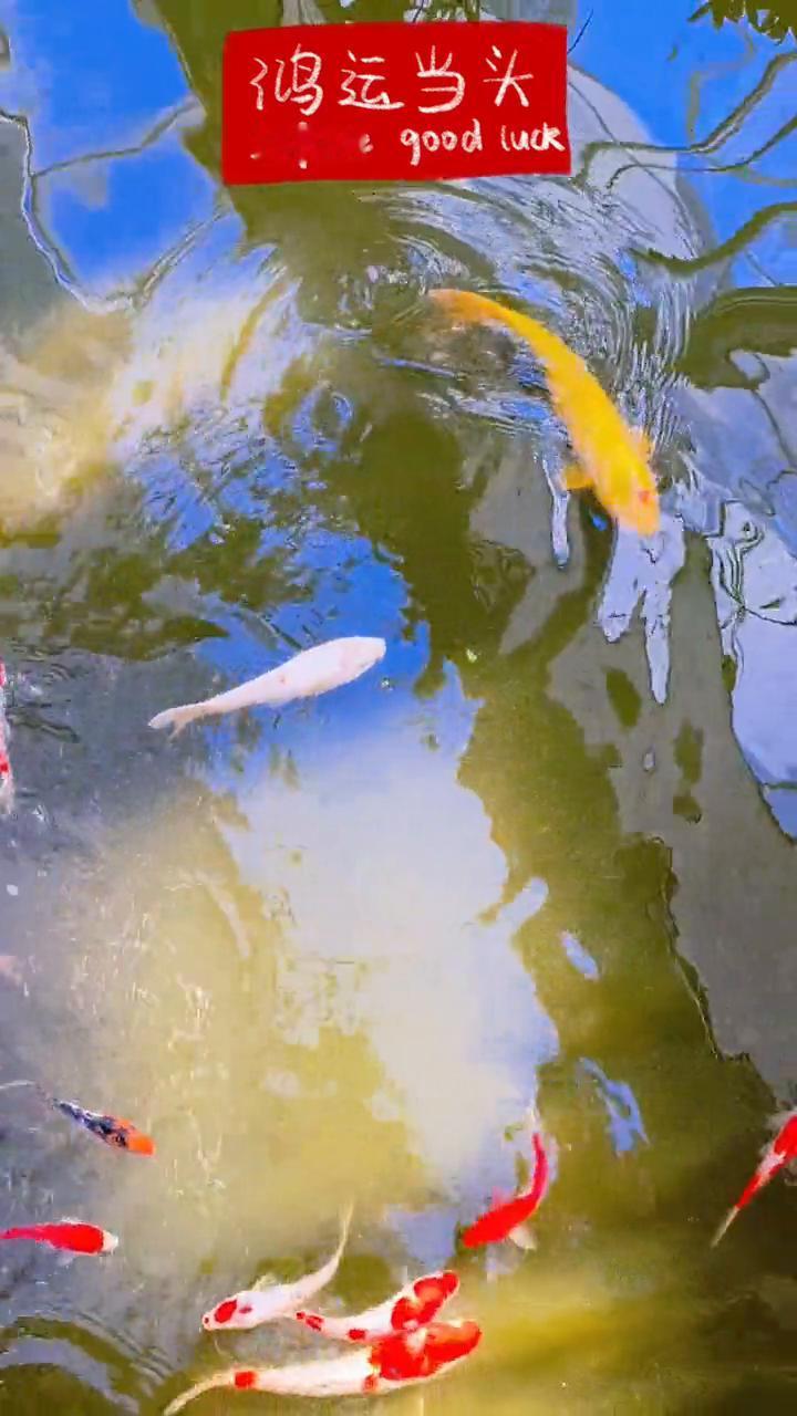 鸿运当头。
Infinte good luck。