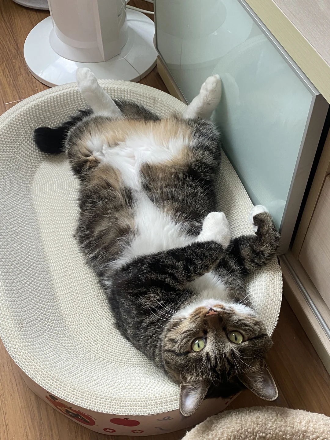 谢谢我的小猫，祝小猫节日快乐