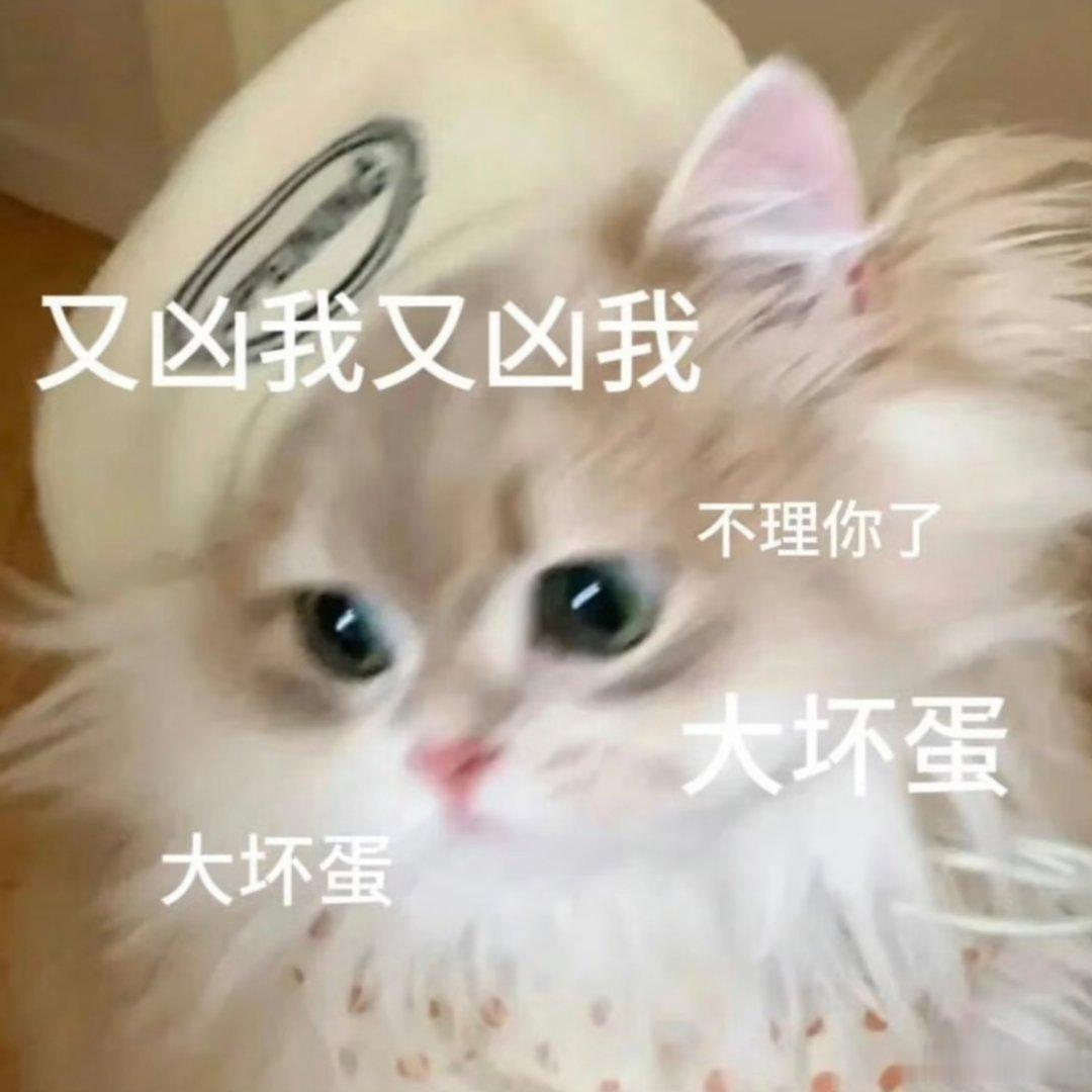 猫咪表情包。 