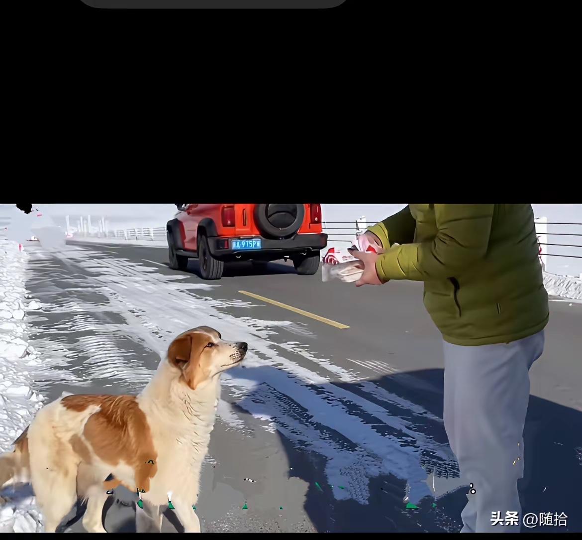 今天竟然被一对夫妻和一只狗感动的热泪盈眶。一对夫妻乘飞机去新疆旅游，在当地租车自