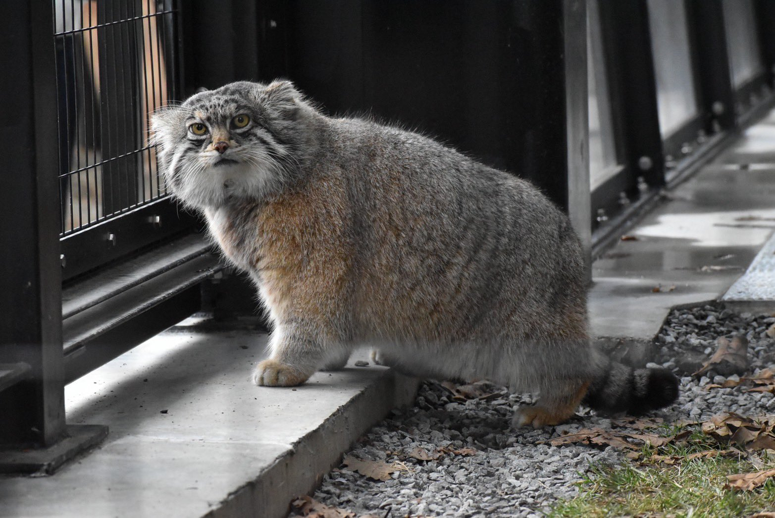 旭川市旭山動物園的兔狲 