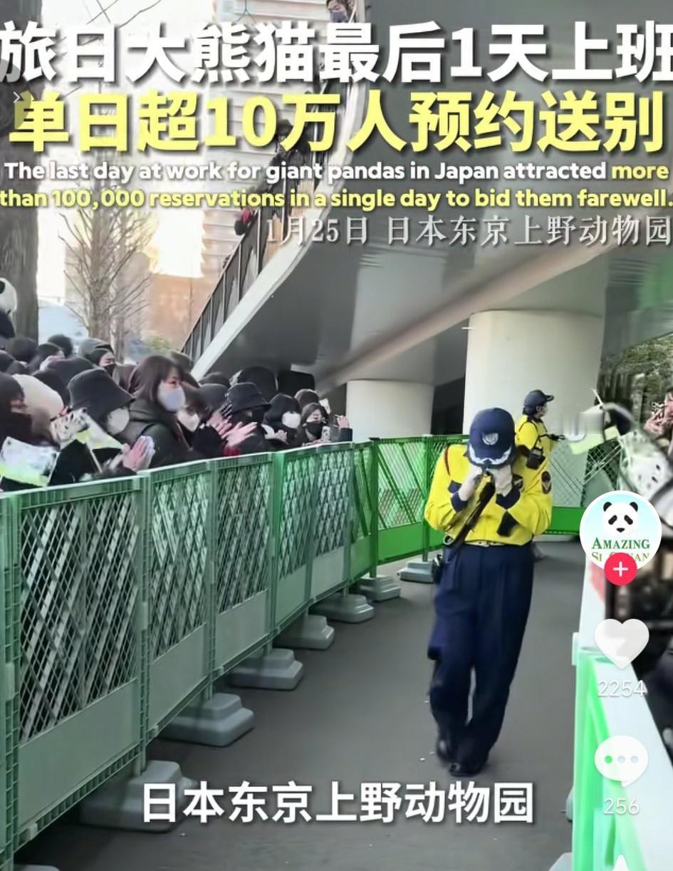 日本民众挥泪告别国宝大熊猫，旅居日本的大熊猫最后一天上班结束，就要回国了，而在当