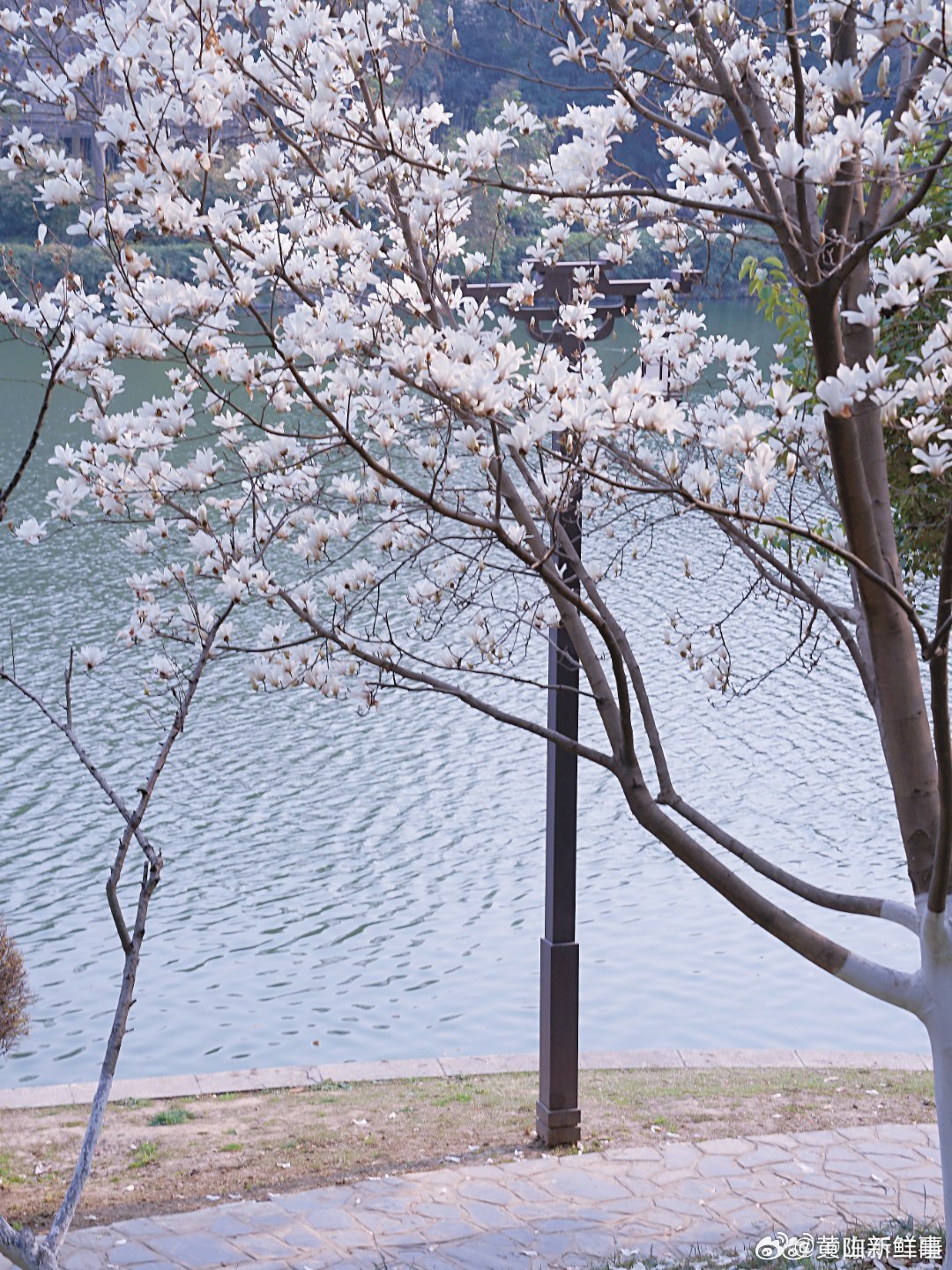 在合肥把春天装进相机里【合肥环城公园的玉兰花夯爆了！开出我心中的白月光】合肥的春