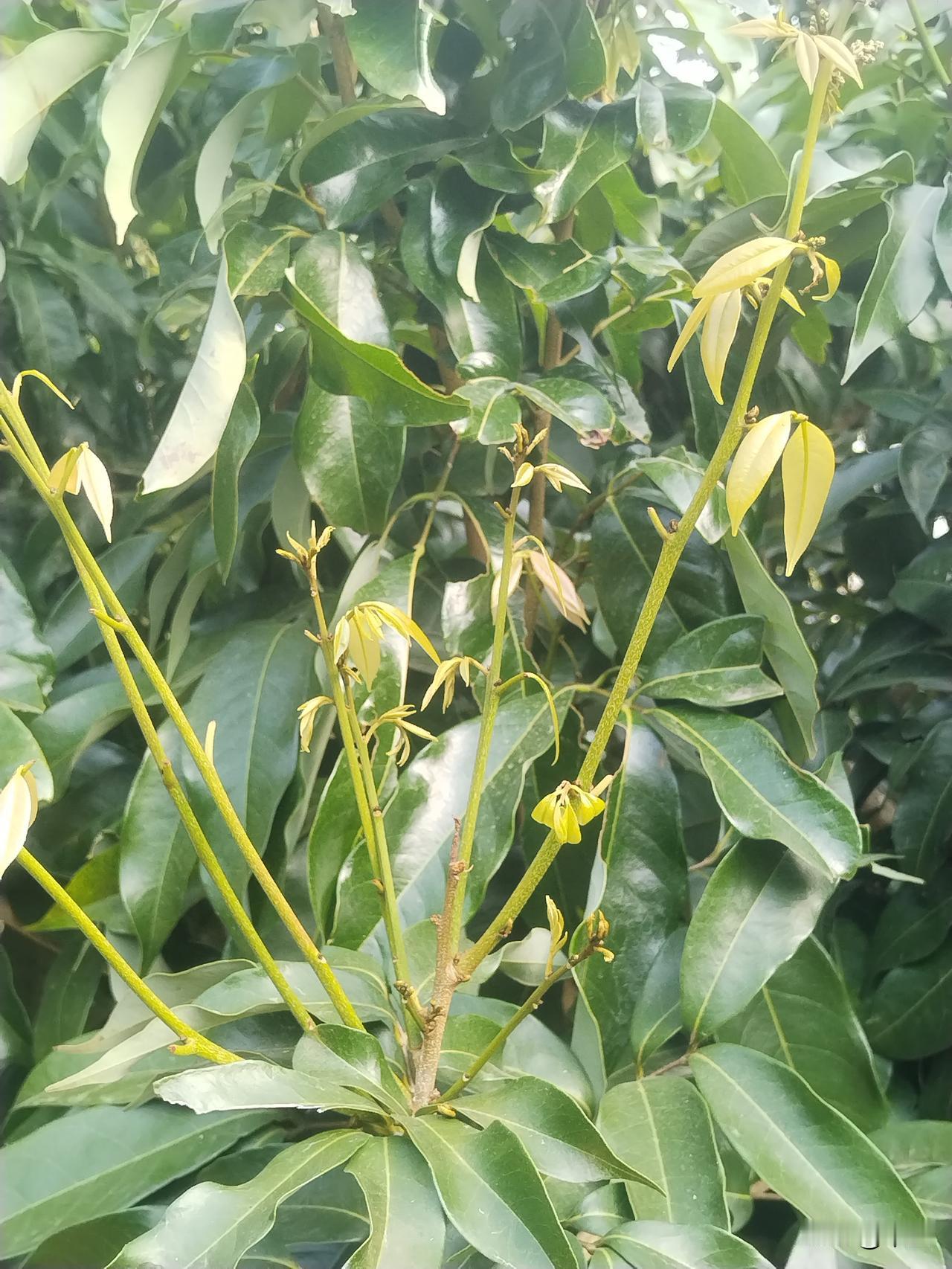 荔枝妃子笑出现红叶管控现花蕾

1月28日我曾发文《荔枝妃子笑控梢的最后一次博弈