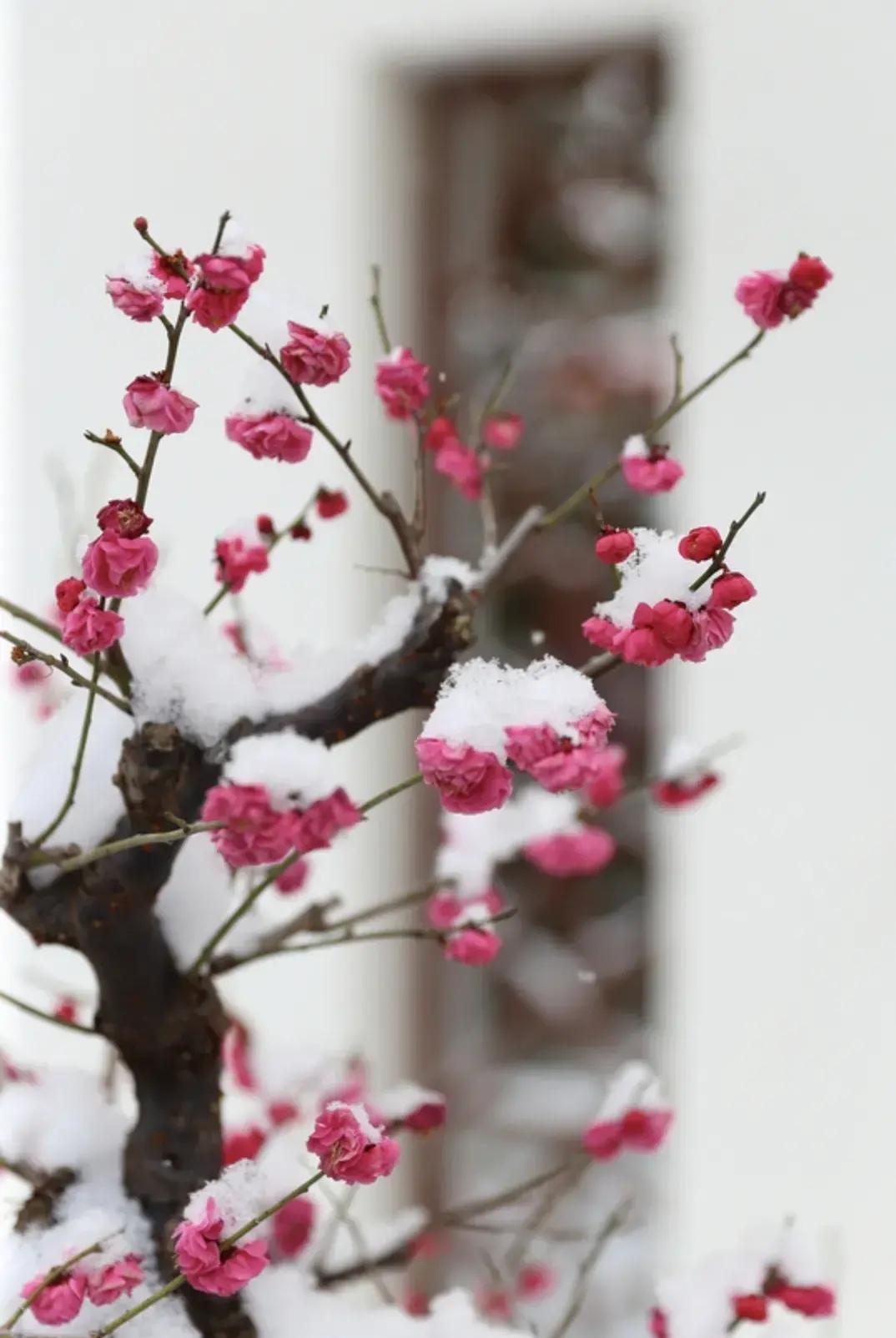 上联：春衫春袖春裙绿，
下联：冬雪冬霜冬梅红。