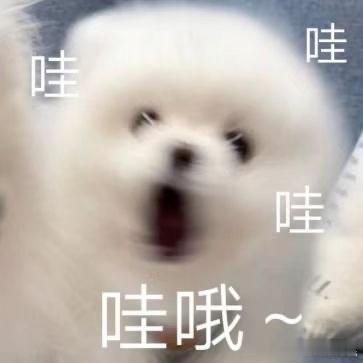 现在人养宠进化成这样了吗 原本以为遛狗都大同小异，看完这一幕，才发现大家的脑洞也
