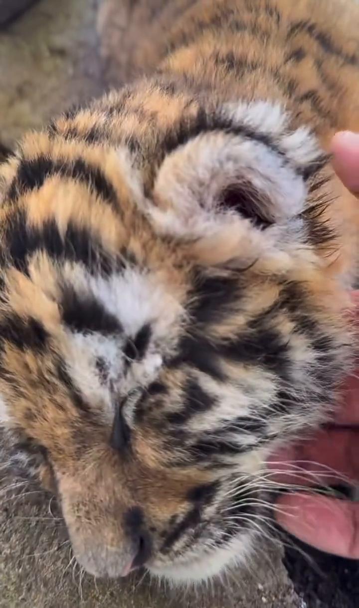 这是什么意思？