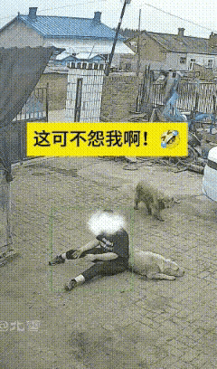 院子里大黄和大白正追着打闹玩闹，玩得兴起的时候，大黄没留神撞到了大白，顺带把刚进