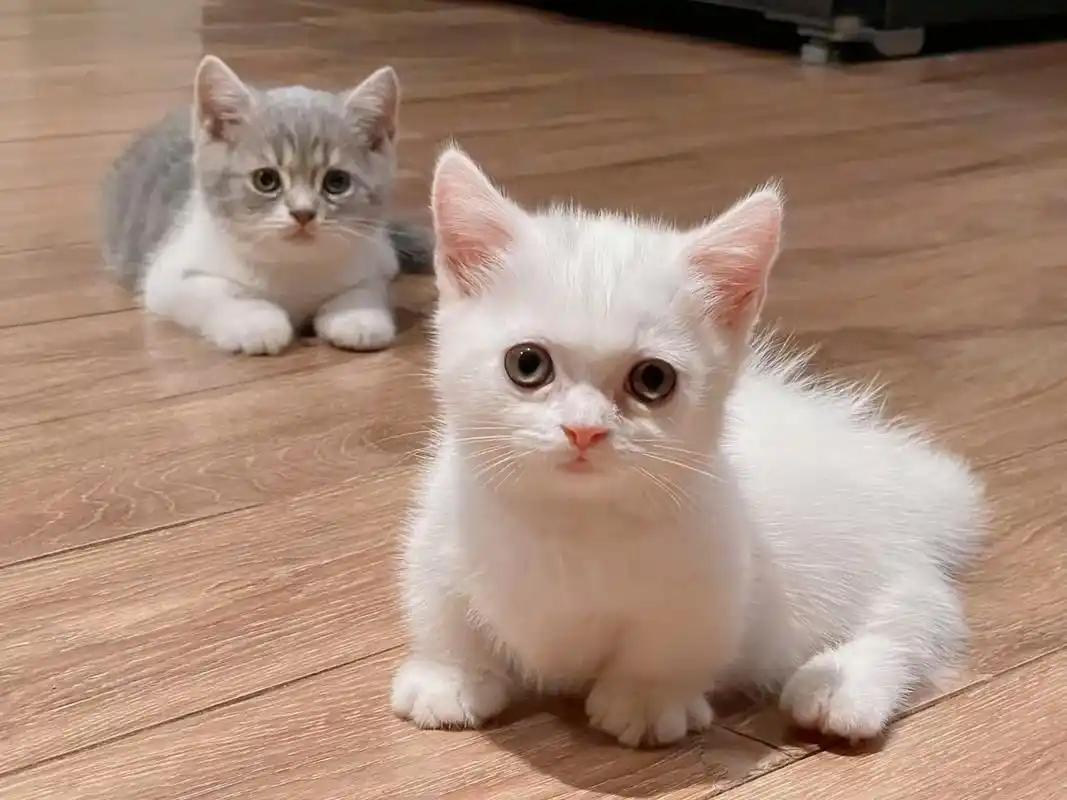 家里的猫真的很多，到处都是毛