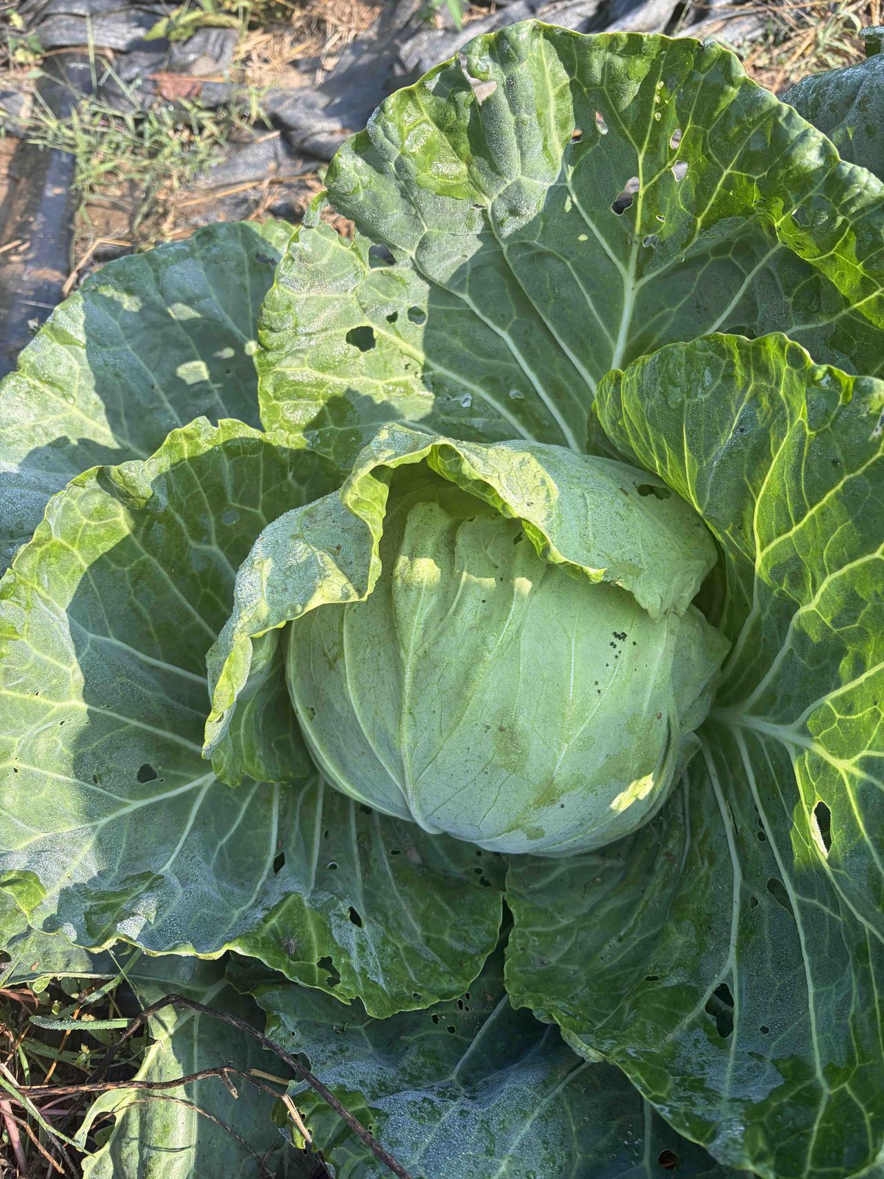 【农场日记】从7月底栽下菜花甘蓝，每天清晨便多了一桩固定活计：抓虫。

    