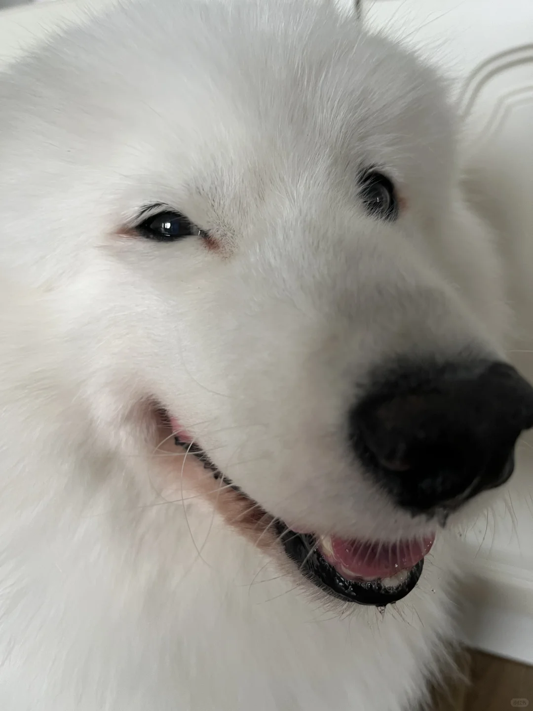 狗：扒垃圾桶而已，是触犯了天条吗？
