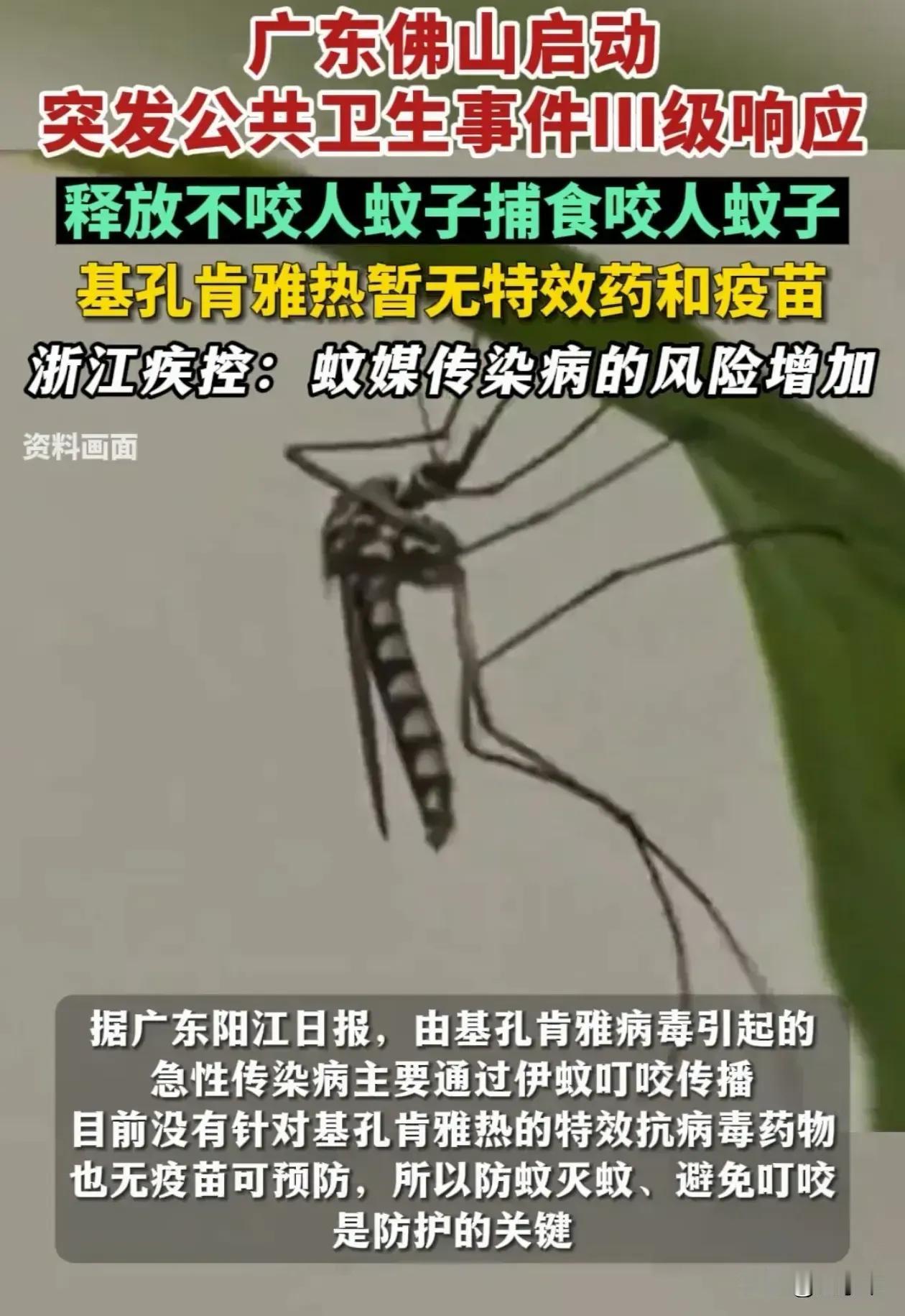 解释不清了！广东，为了应对基孔肯雅热，中山大学的副教授带着学生团队，跑到佛山，往