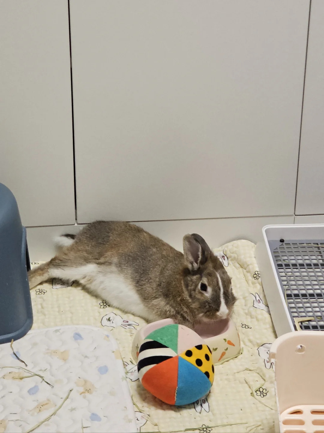 有人看到我的小猪吗