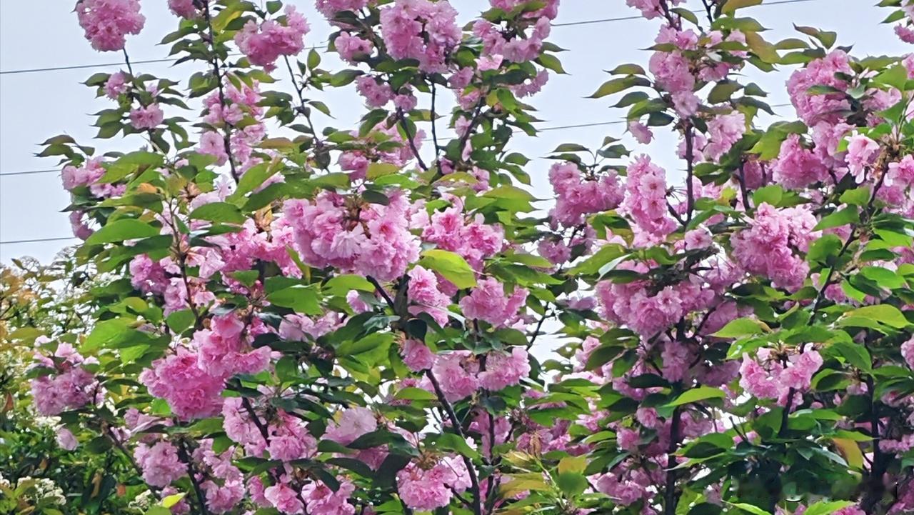 请留墨添彩对下联。
上联：满树梨花真似雪
下联：一坡坚果恰如雹
        