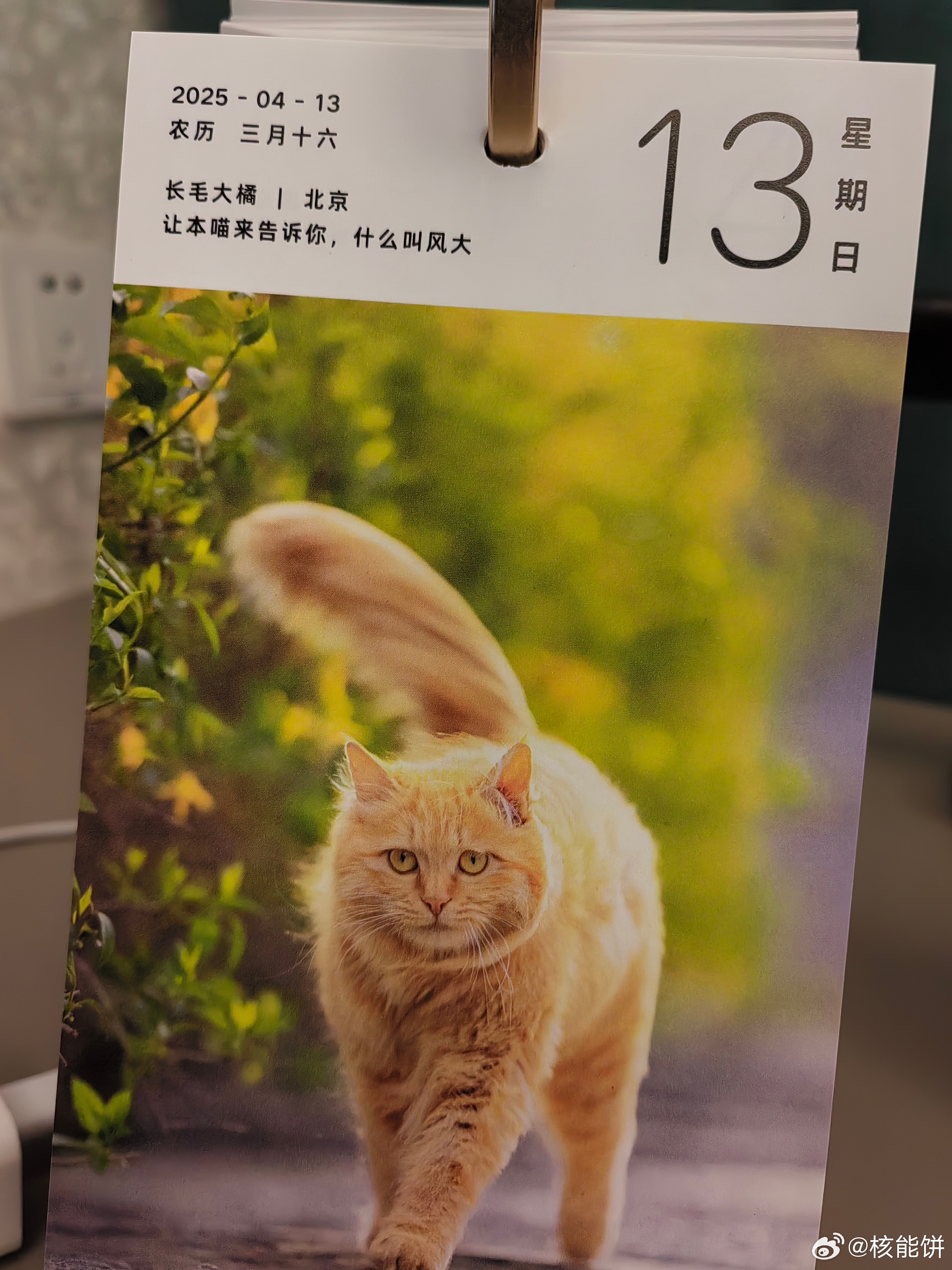 明天的猫日历，意外应景。风大。 ​​​