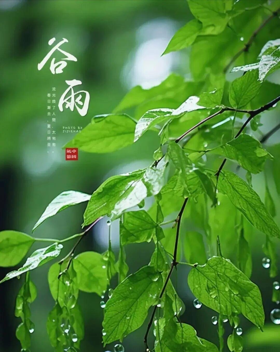 4月20日谷雨节，中国传统的24节气之一，暮春时节，雨生百谷，万物生长！


谷