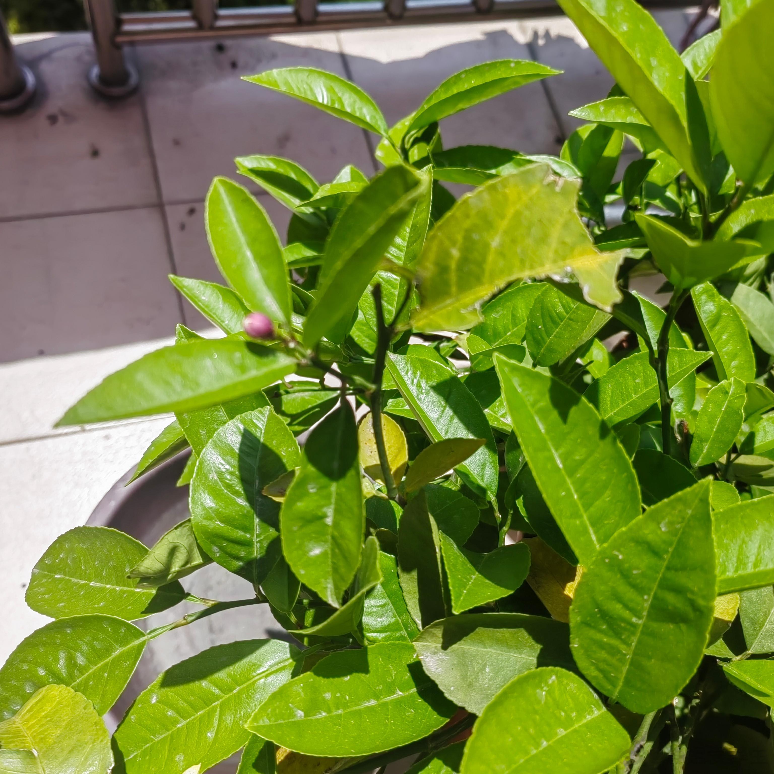 激素是调元气的，我们身体的元气藏在肾里，不到万不得已的时候不会拿出来用，现在倒好