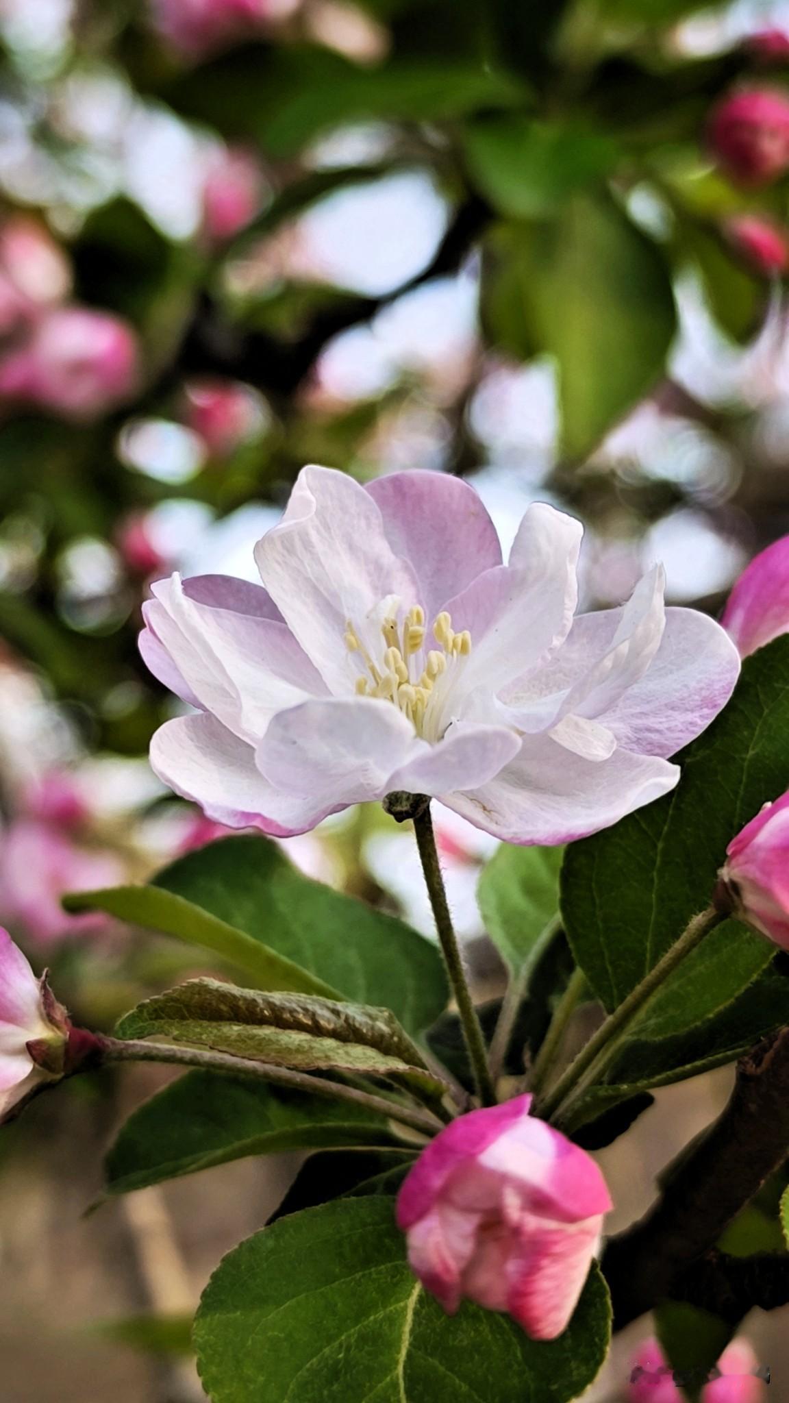 2026.4.4.海棠花溪海棠花盛开之时，正逢清明节，这里人山人海，游走于花海之