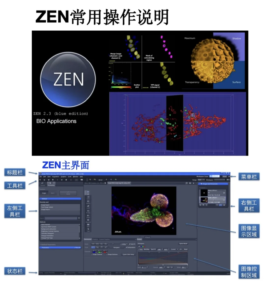 🌟ZEN（蔡司共聚焦）常用操作汇总～