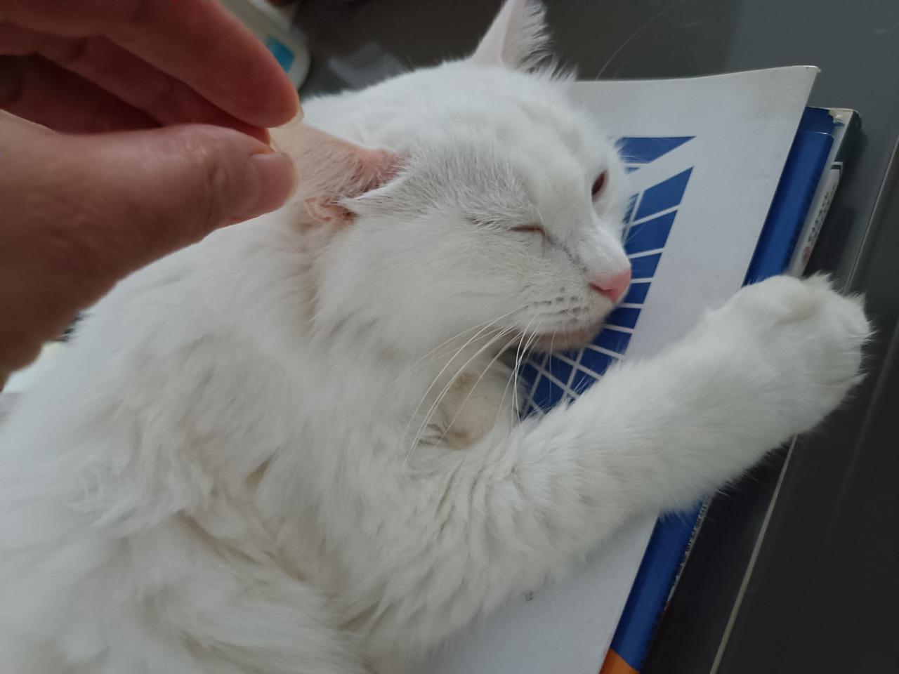 拍一张你家猫睡觉的样子我家猫睡觉的姿势不固定，这是随手拍的一张，看起来它睡得好香