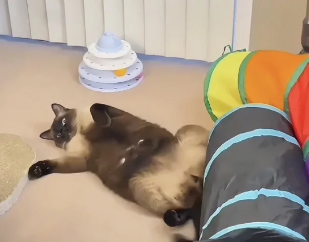 陪我看春晚啊