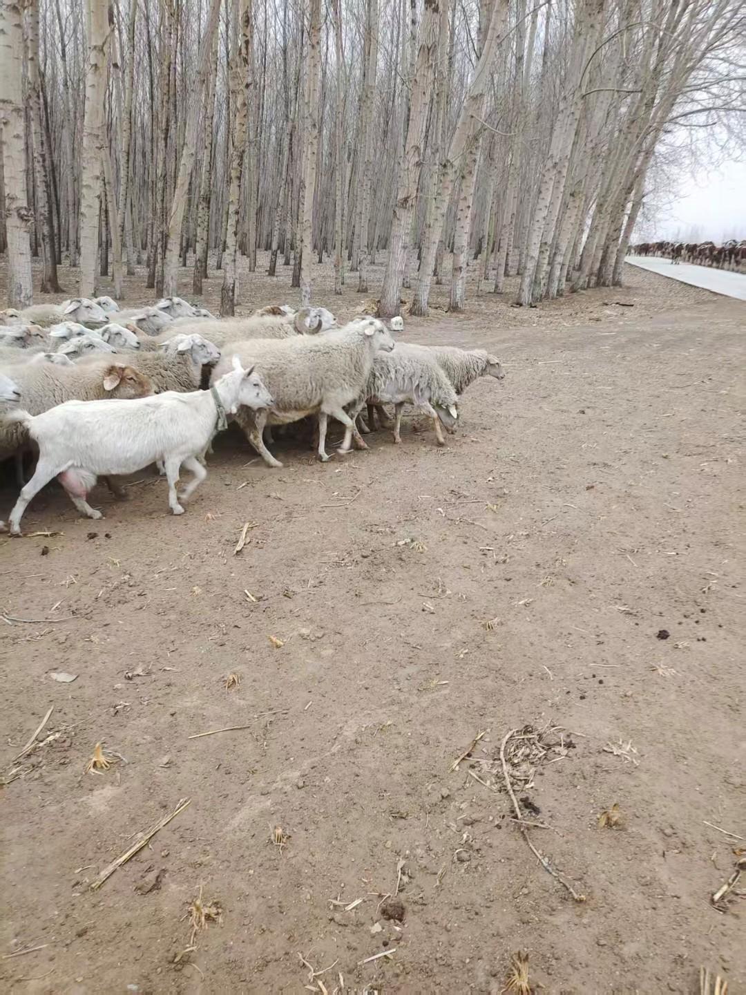 羊群漫步在林间小道，享受自然的宁静与美好。