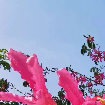种植 🌹大腹木棉的种植方法1.种子准备：大腹木棉的种子表皮坚硬，需要经过处理才