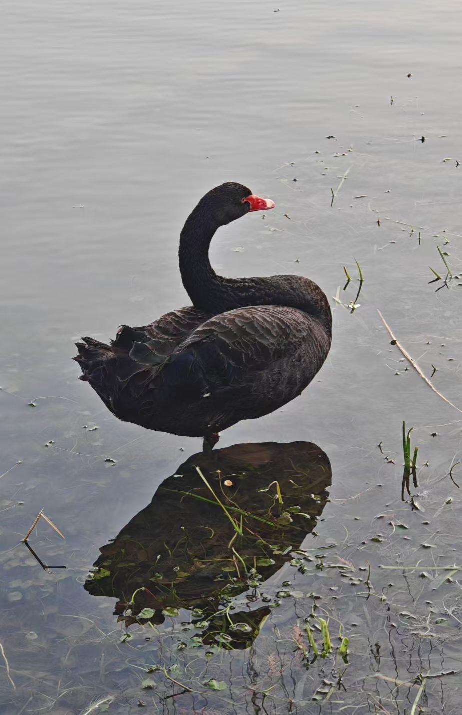 黑羽在湖光里凝作墨玉，红喙一点似朱砂落纸，它把影子浸在水草间，成了水与光阴，共绘