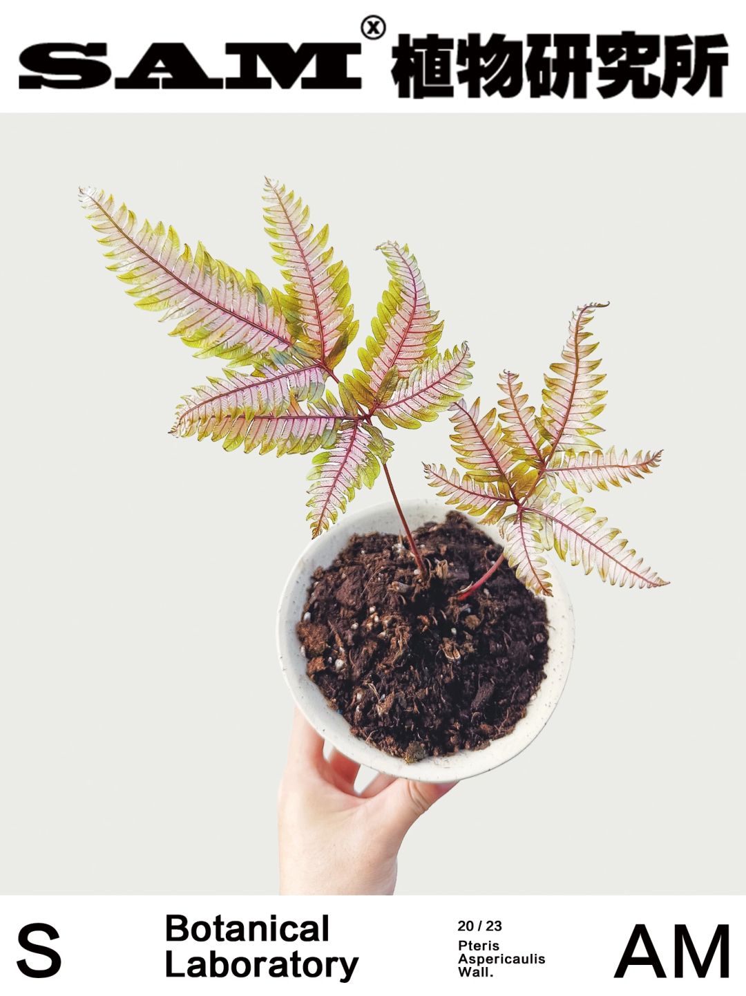 三色凤尾蕨｜Pteris Aspericaulis Var.