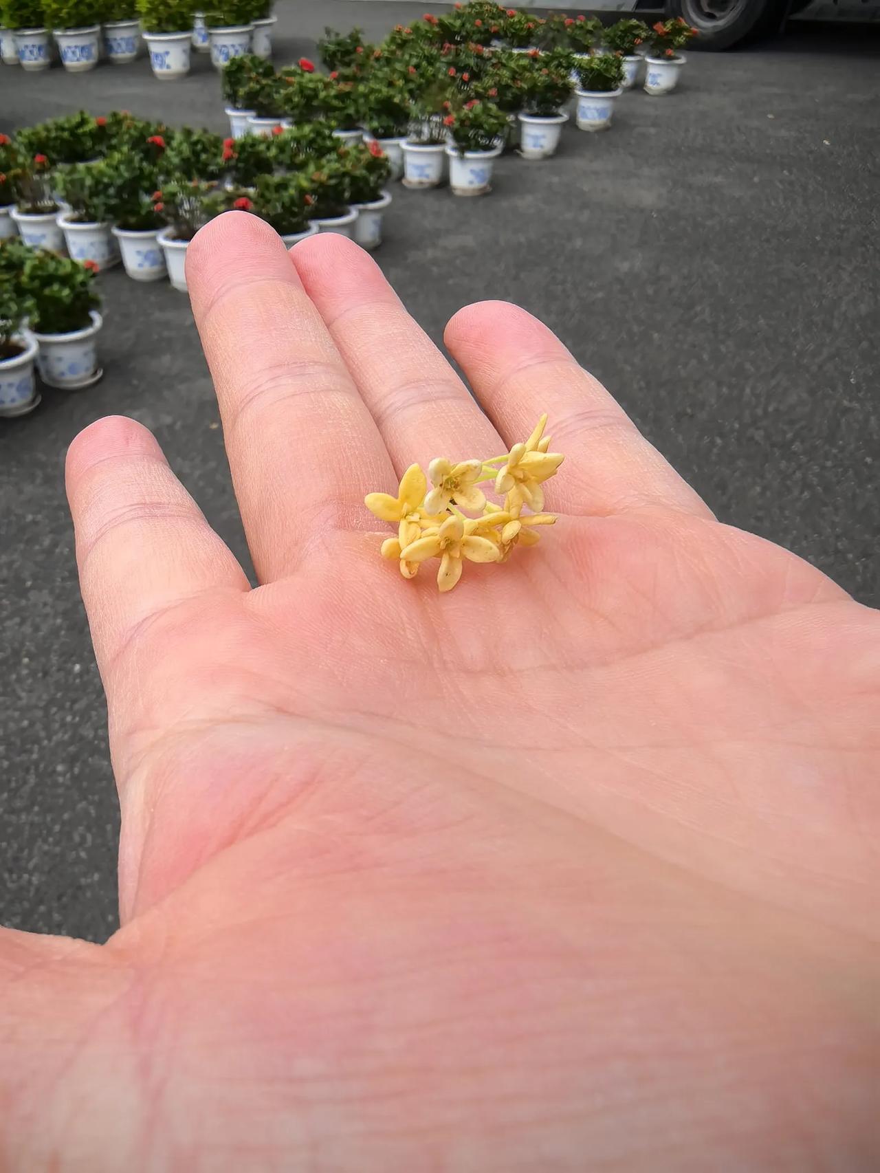 甬新河赏桂～