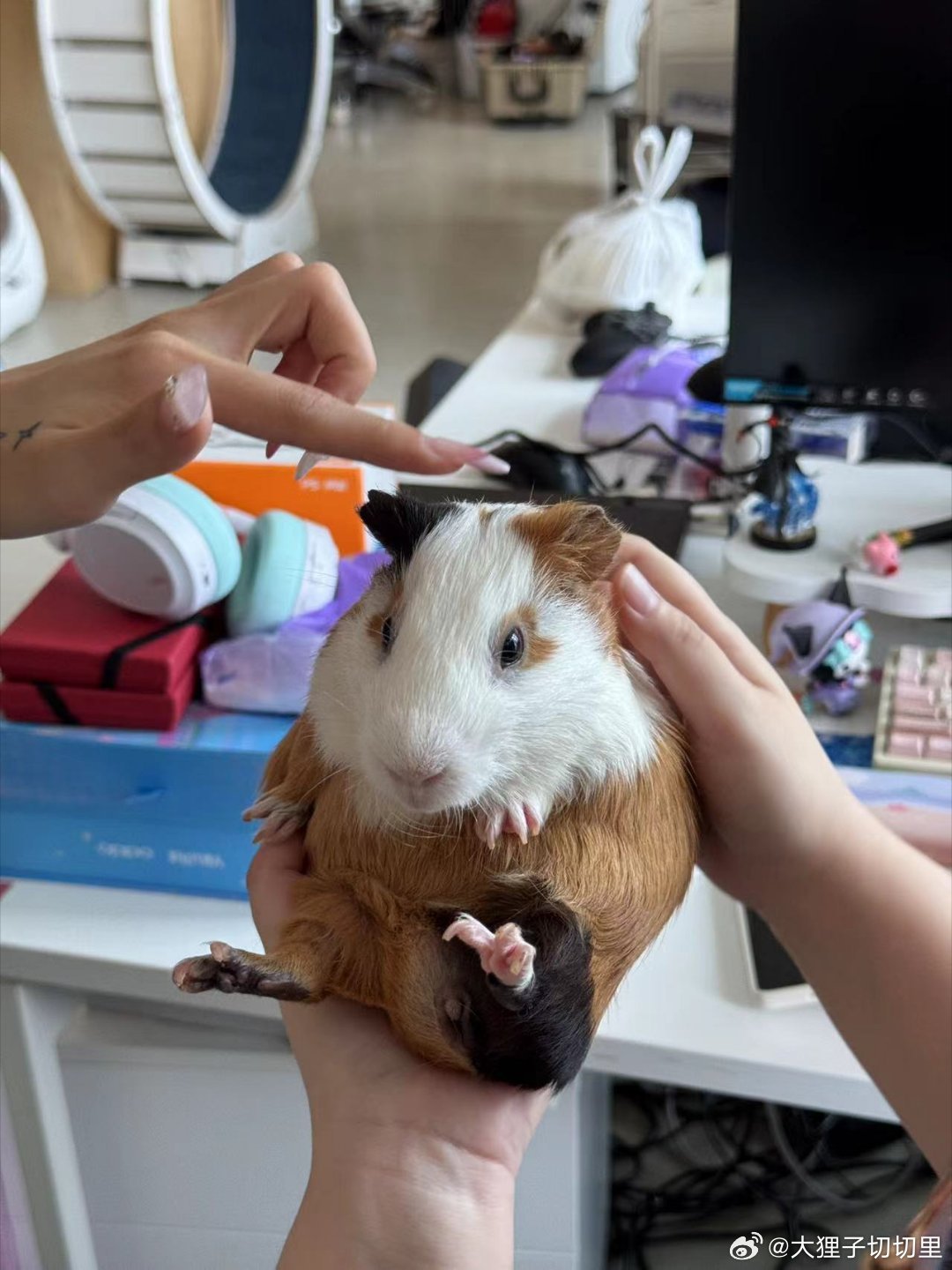 小伙伴养的荷兰猪看着像玩偶一样，手感真不戳[喵喵] ​​​