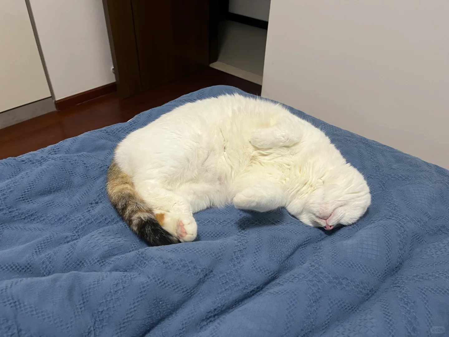 当我失眠时，我的猫