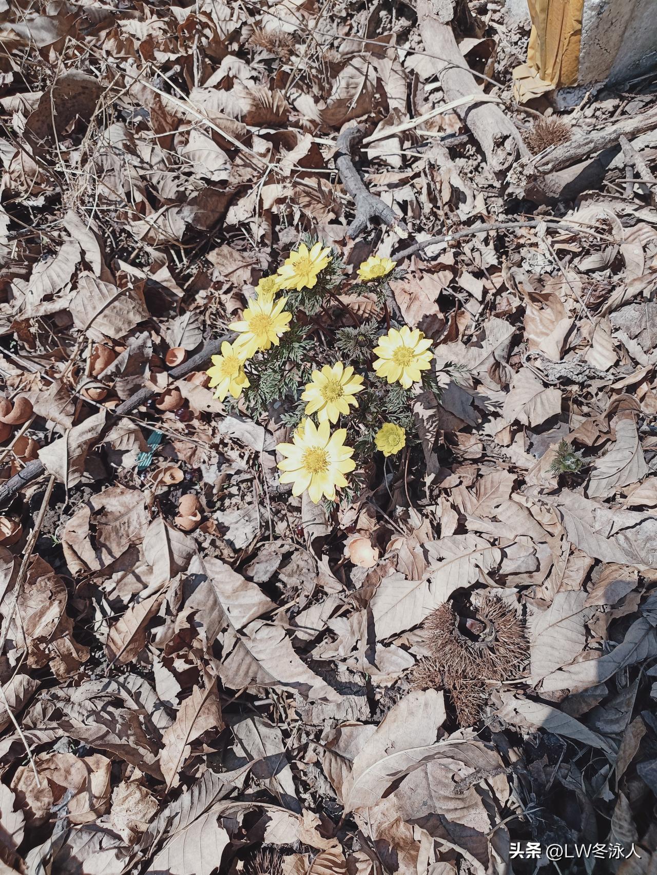 春日生活打卡季看看这生机勃勃的春天。一堆腐败昏黄的落叶子中，淡黄色的小花展开了笑