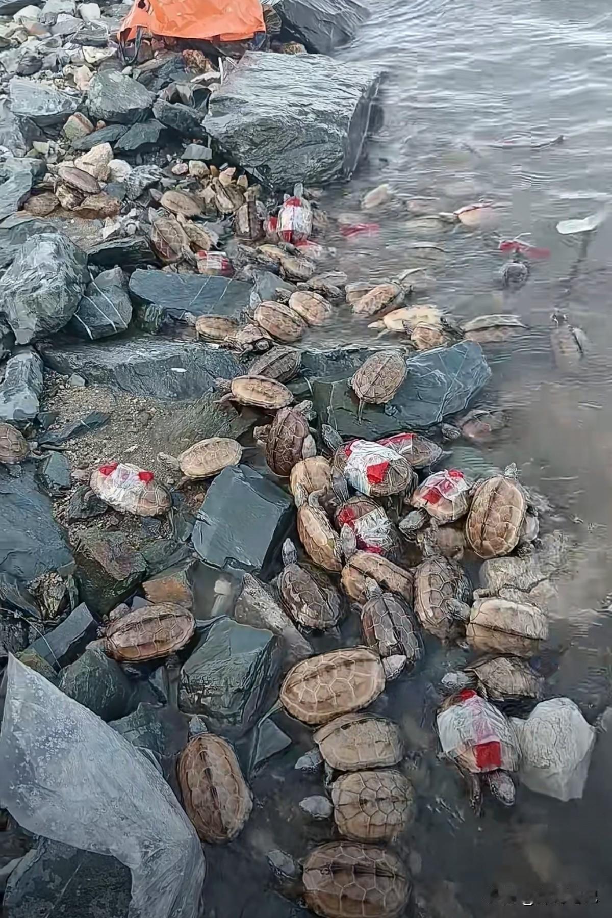 看到有人放生，气得人难受。几个自称行善的人，念着佛号把一堆草龟扔进江里。这可是大