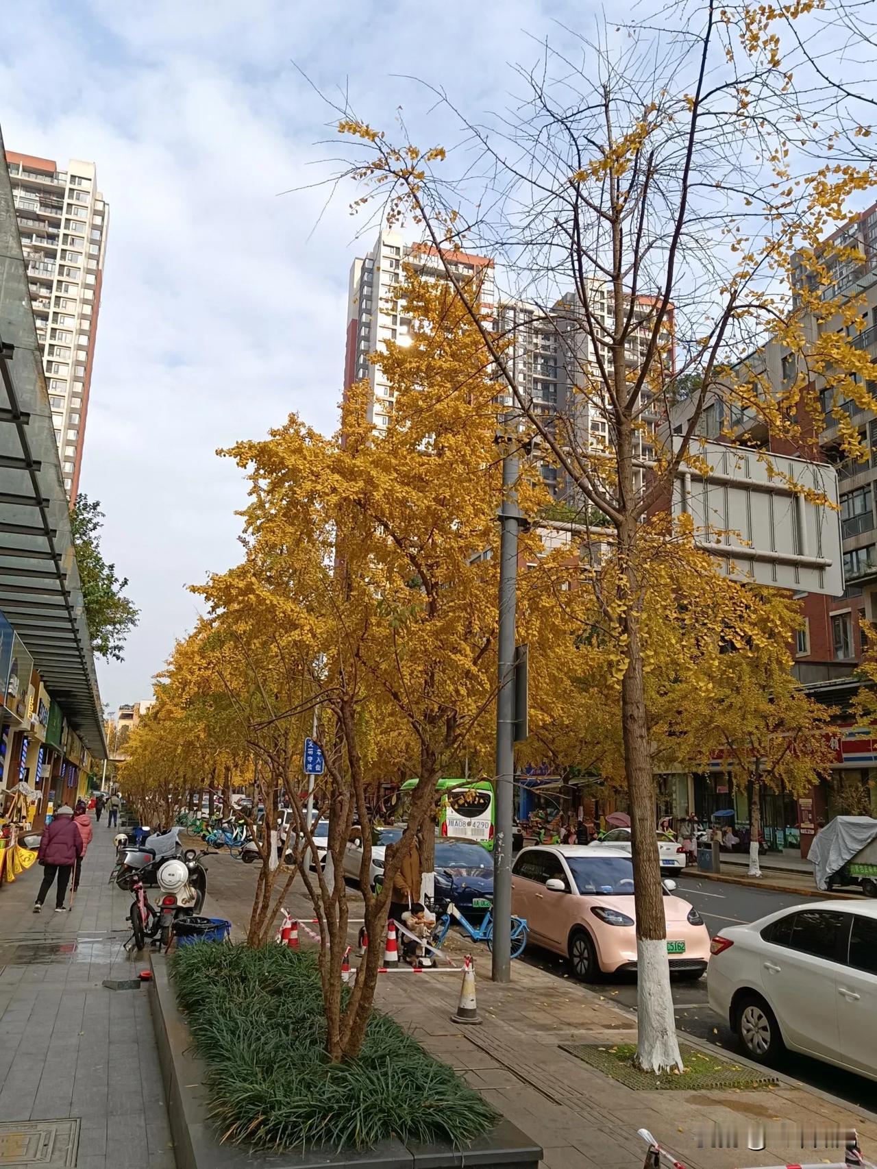 成都街道两边的银杏树，那金灿灿的树叶，在冬日里，是不是格外耀眼？
漂亮极了！真是